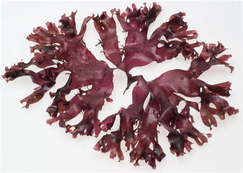  Dulse:  Bioactive Extracts and Sustainable Aquaculture Practices for a Vibrant Future!